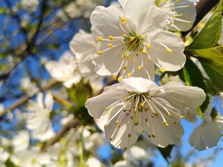 Spring nature © kampap91