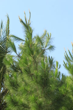 light green pine tree picture