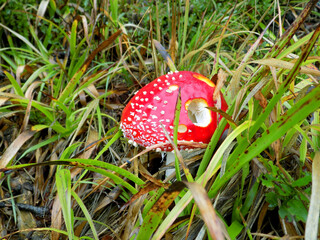 Poisonous Mushroom