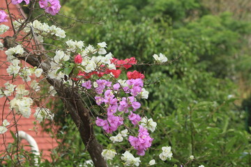 pretty flowers at garden with beautiful multicolor picture