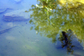 The surface of the swamp with green water, emerges the outlines of stones on the bottom. Background.
