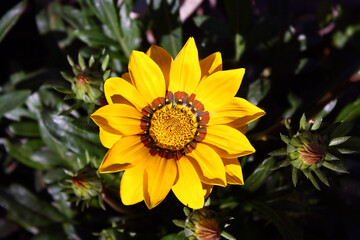 Gazania yellow - a beautiful yellow flower with framed middle.
