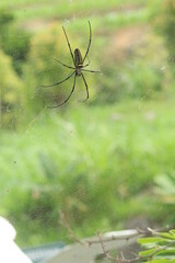 Spider with pretty color close up picture
