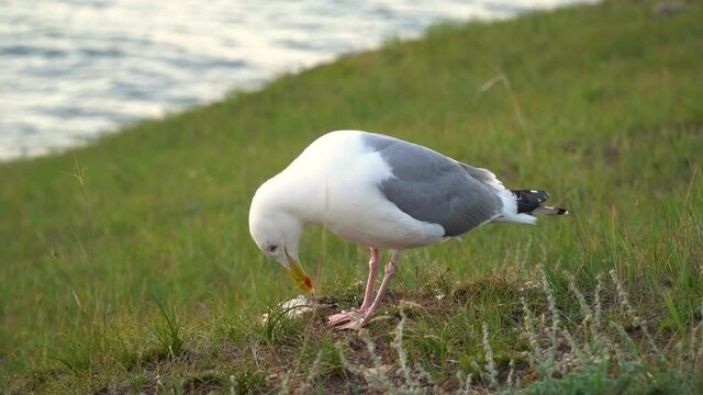 Larus fuscus heuglini. white-winged gull on the lake shore. large gull with a rounded head, strong beak, long legs and wings. 