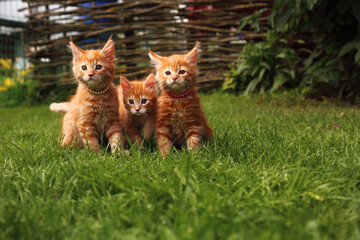 Three beautiful ginger maine coon kittens sitting on green grass background on summer sunny weather. Fun beautiful - Powered by Adobe