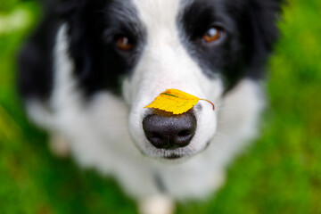 Outdoor portrait of cute funny puppy dog border collie with yellow fall leaf on nose sitting in autumn park. Dog sniffing autumn leaves on walk. Close Up selective focus. Funny pet concept