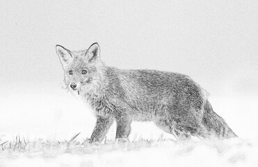 Fox (Vulpes vulpes) sketch image