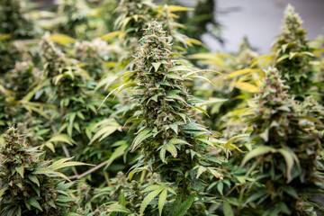 flower bud marijuana plant close-up trichome.