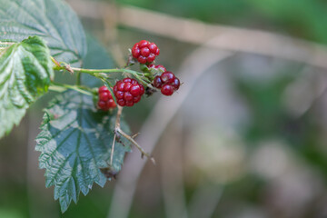 wild blackberries 