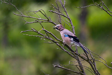 Young Eurasian Jay (Garrulus Glandarius)