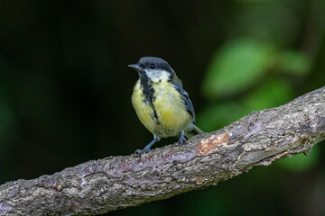 Great tit (Parus major)