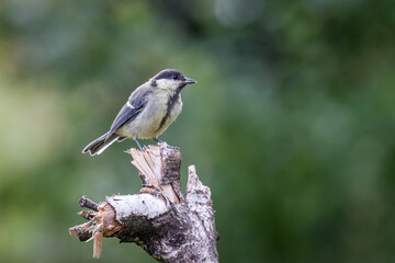 Great tit (Parus major)