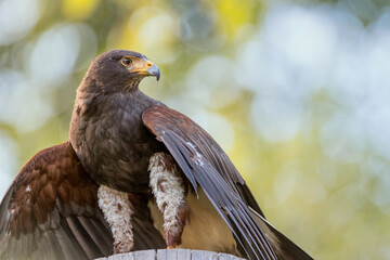 The beautiful Harris's hawk (Parabuteo unicinctus)