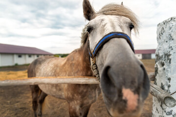 Close-up funny quirky beautiful sad alone one horse portrait grazing in paddock with rustic old vinage wooden fence boundary at countryside farm. Country rural animal on ranch