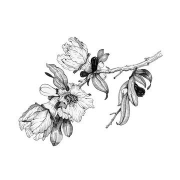 Pomegranate branch graphic illustration. Hand drawn elegant blooming tree element. Black ink outline pomegranate flowers and fruit image. Tropical agriculture tree isolated on white background