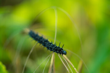 Peacock Butterfly Black and white spikey Caterpillars close up