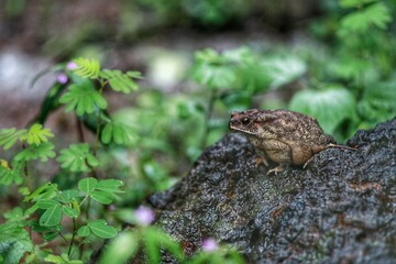 frog on a stone