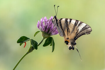 Beautiful butterfly Iphiclides Podalirius  in the early morning in a clearing among forest flowers