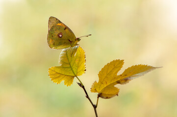 The yellow butterfly Colias hyale on a yellow forest leaf