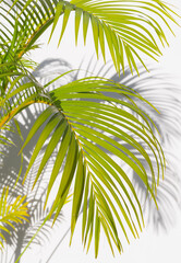 palm leaf and shadows on a white background