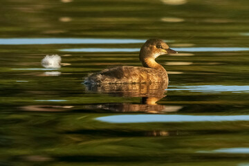 Little Grebe Tachybaptus ruficollis Costa Ballena Cadiz