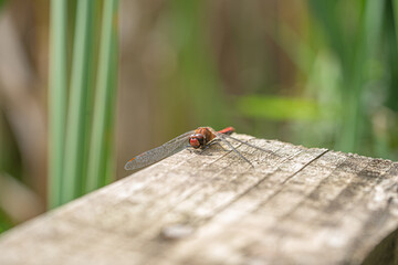Close up macro view of Red Darter Dragonfly Head Eyes and Wings