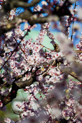 Scientific name is Prunus mume.English name is Japanese apricot.