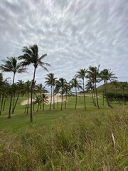 Obraz premium Palmiers sur la plage d'Anakena à l'île de Pâques 
