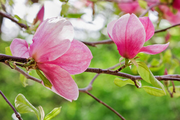 Branch with two pink magnolia flowers closeup