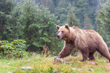Obraz na płótnie Canvas Brown bear (lat. ursus arctos) stainding in the forest