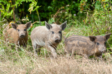 Little dirty wild pig in the forest.