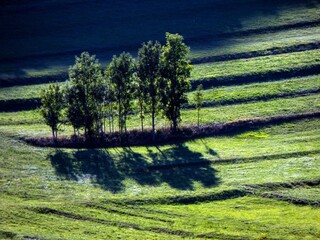 Naklejka premium tree