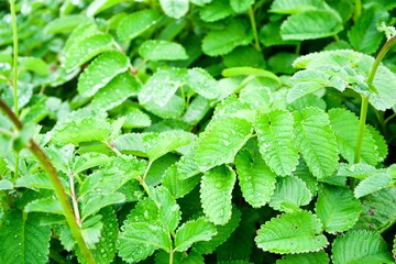 Close up of green leaves and water drop.