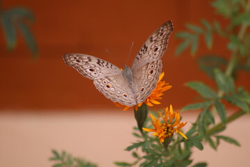 butterfly on flower