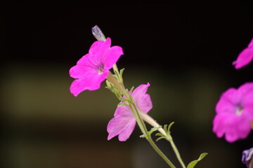 purple flower on black background