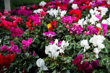 Blooming cyclamen with pink and red flowers growing in pots in greenhouse