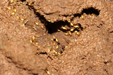 Termites are eusocial insects that are classified at the taxonomic rank of infraorder Isoptera, Termites are a delicacy in the diet of some human cultures and are used in many traditional medicines.