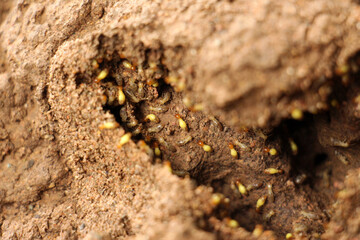 Termites are eusocial insects that are classified at the taxonomic rank of infraorder Isoptera, Termites are a delicacy in the diet of some human cultures and are used in many traditional medicines.