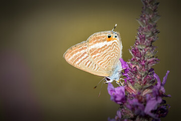 Fototapeta na wymiar Papillon sur fleurs - Tarn - Occitanie - France