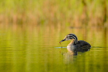 Juvenile great crested grebe (Podiceps cristatus) picking up pieces of reed floating on the water.
