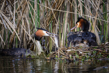Great crested grebe (Podiceps cristatus) male bringing fish to female and chick
