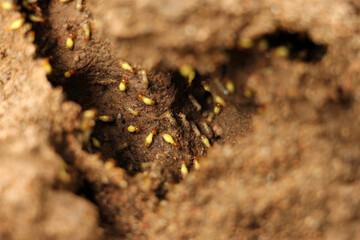 Termites are eusocial insects that are classified at the taxonomic rank of infraorder Isoptera, Termites are a delicacy in the diet of some human cultures and are used in many traditional medicines.