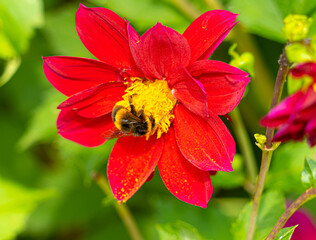 Close up Macro of Bumble Bee Pollinating British Wildflowers