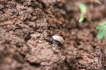 Snails hibernate during winter. By covering them with mucus. It keeps its skin moisturized all the time.