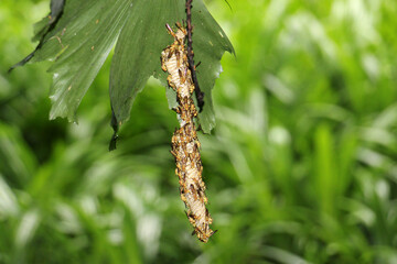 The wasps, such as yellowjackets and hornets, are in the family Vespidae.The majority of wasp species are solitary, with each adult female living and breeding independently. 