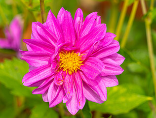 Obraz premium Brightly Coloured Orange and Purple and Yellow Large headed wildflower