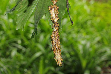 The wasps, such as yellowjackets and hornets, are in the family Vespidae.The majority of wasp species are solitary, with each adult female living and breeding independently. 