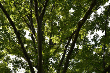 大木の木漏れ日