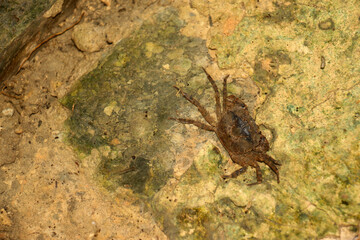 Mountain crabs are found in mountain docks and beach forests on the islands of the south, found in Phuket, Krabi, Thailand.