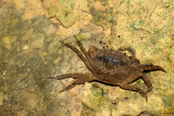 Mountain crabs are found in mountain docks and beach forests on the islands of the south, found in Phuket, Krabi, Thailand.